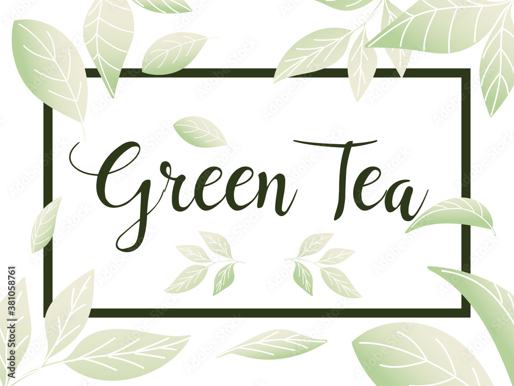 green tea with leaves in frame vector design