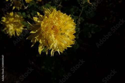 Yellow Flowers of Chrysanthemum  Edo Giku  in Full Bloom 