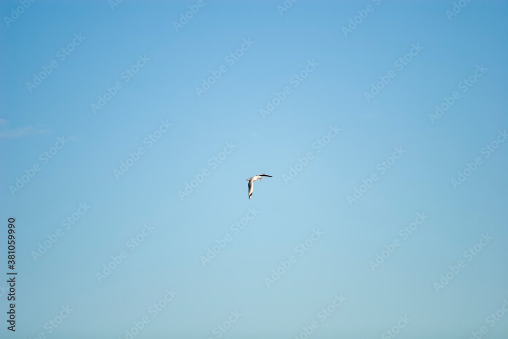 A flying seagull in the blue sky