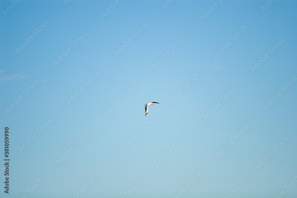 A flying seagull in the blue sky A flying seagull in the blue sky