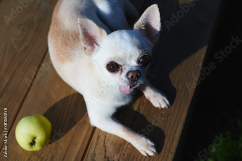 Cute chihuahua basking in the sun and guarding an apple