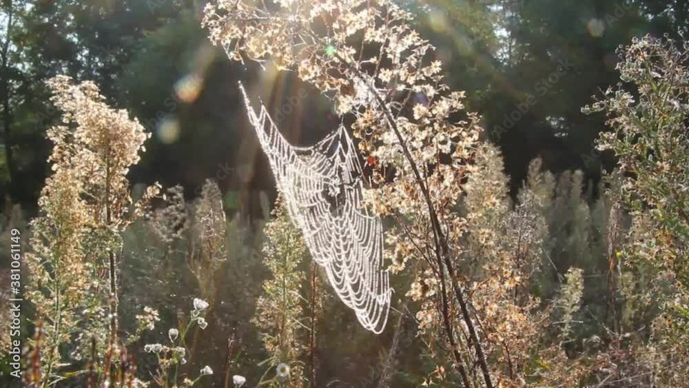 Morning decoration of cobwebs and plants.
Drops that are placed on cobwebs and plants create a beautiful look.

