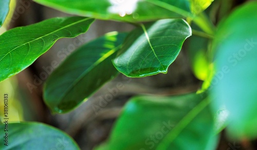 water wets on big green leaf