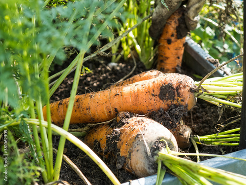 Picking carrot in the garden