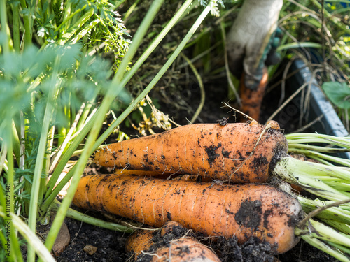 Picking carrot in the garden
