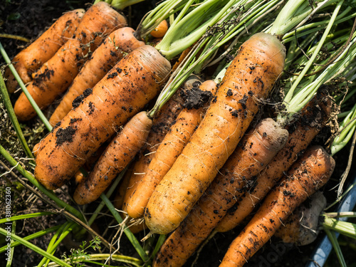 Freshly picked home grown carrots