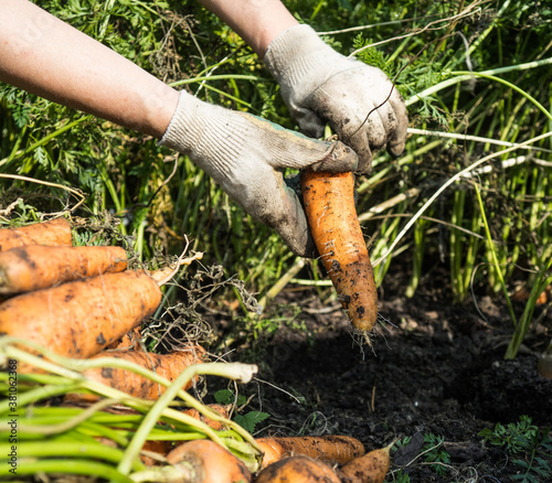 Picking carrot in the garden