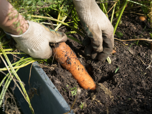 Picking carrot in the garden