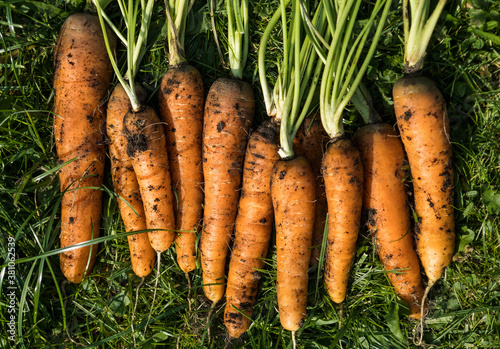 Freshly picked carrot