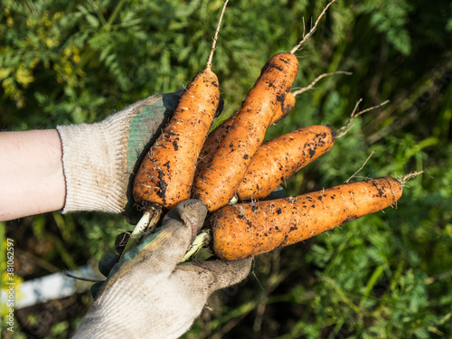 Picking carrot in the garden
