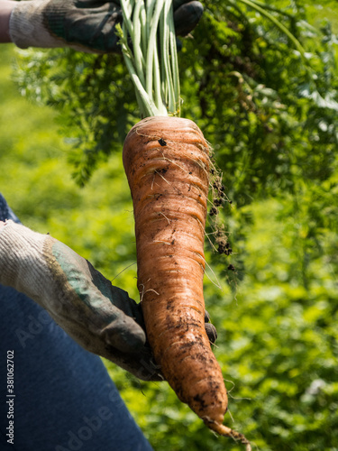 Picking carrot in the garden