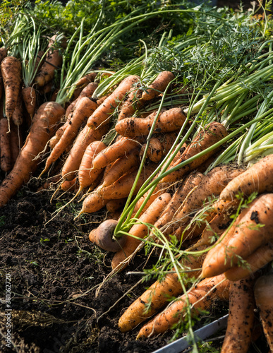 Freshly picked carrot