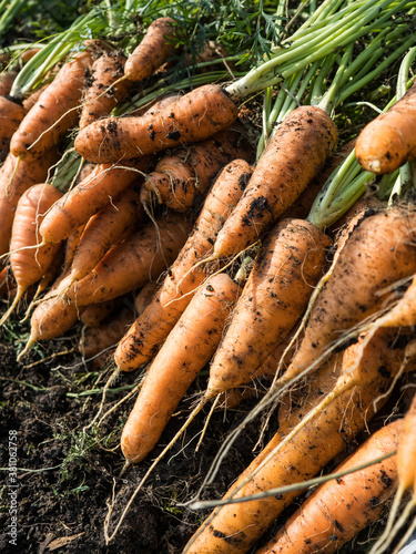 Freshly picked carrot