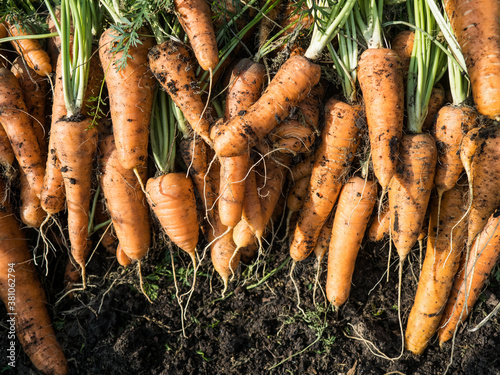Freshly picked carrot