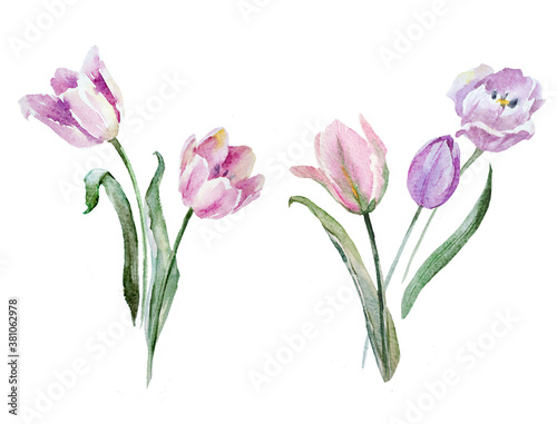 Fototapeta Naklejka Na Ścianę i Meble -  Beautiful floral painting with watercolor gentle blooming tulip flowers. Stock illustration.