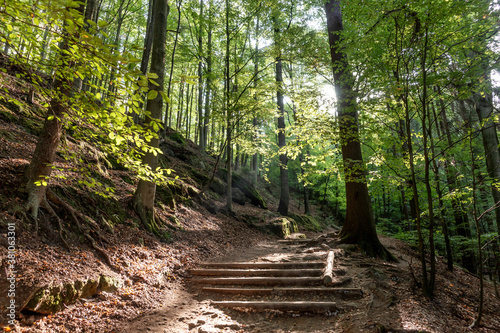 Quadro su tela Path in the forest, Saxon Switzerland National Park. Germany