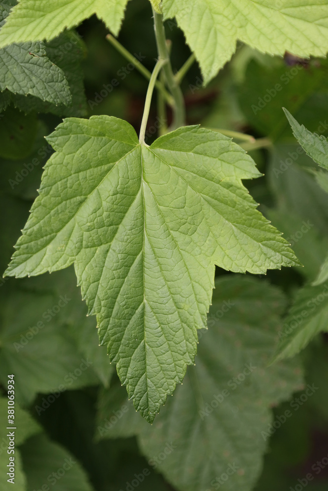 Currant bush leaves. Currant bush leaves.