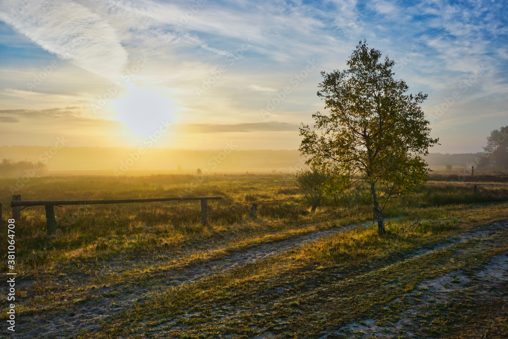 field in the morning