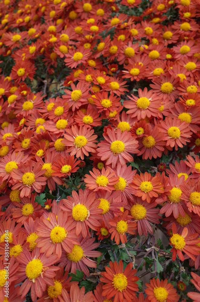 Red Flowers of Chrysanthemum 'Kengai Style' in Full Bloom
Red Flowers of Chrysanthemum 'Kengai Style' in Full Bloom