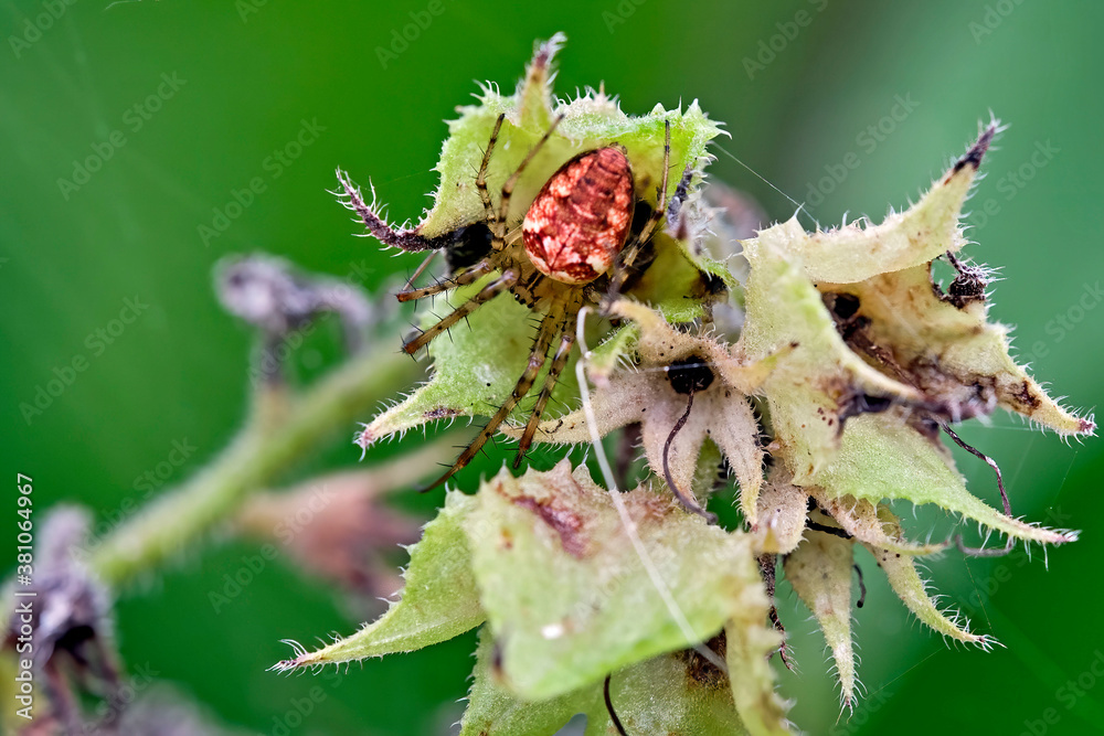Fototapeta premium Herbstspinne ( Metellina segmentata ).