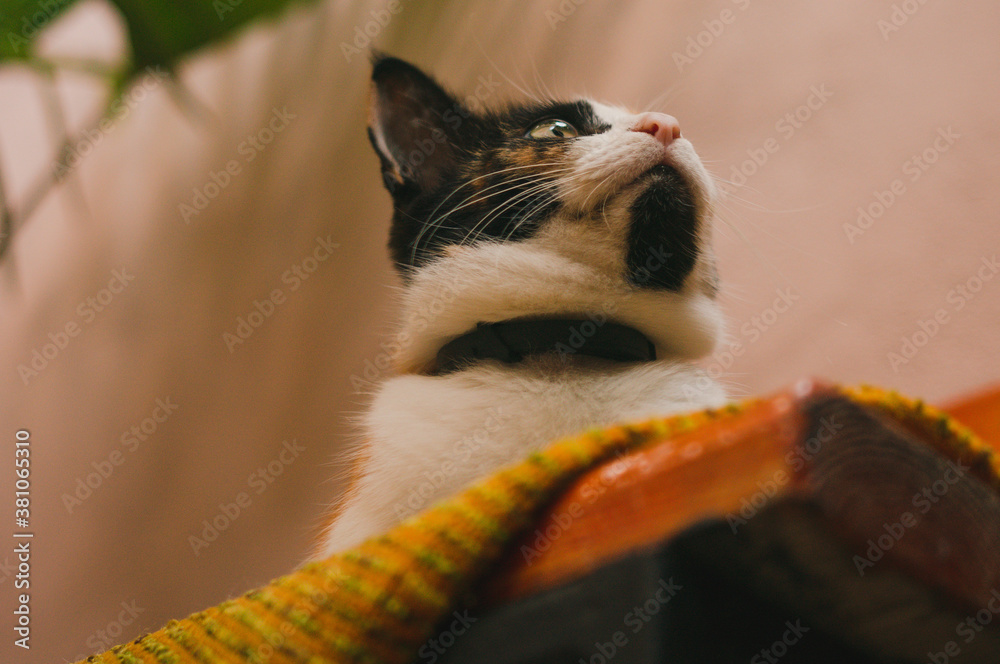 Obraz premium Portrait of beautiful domesticated cat sitting on a chair