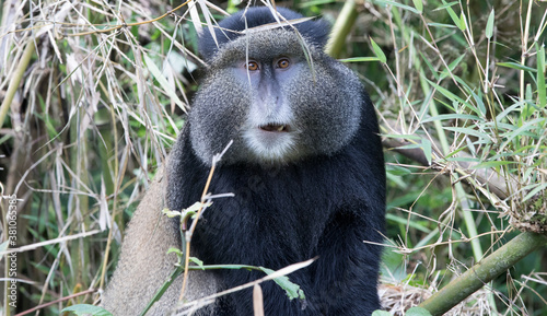 Golden Monkey (Cercopithecus kandti) - Rwanda	 photo