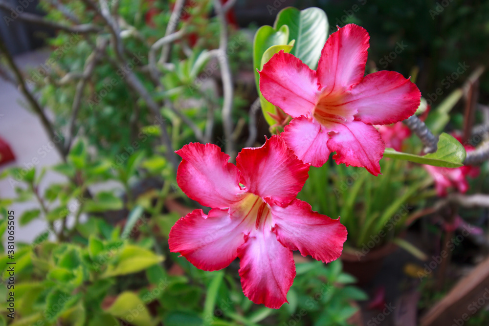 Adenium obesum pink in flower garden Adenium obesum pink in flower garden