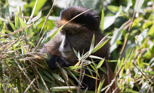 A Young Golden Monkey (Cercopithecus kandti) - Rwanda	 photo