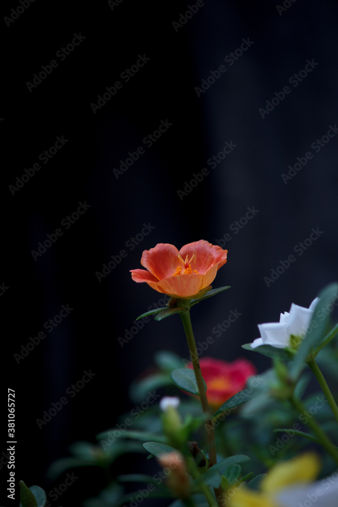 Fototapeta premium Portulaca oleracea orange in the garden