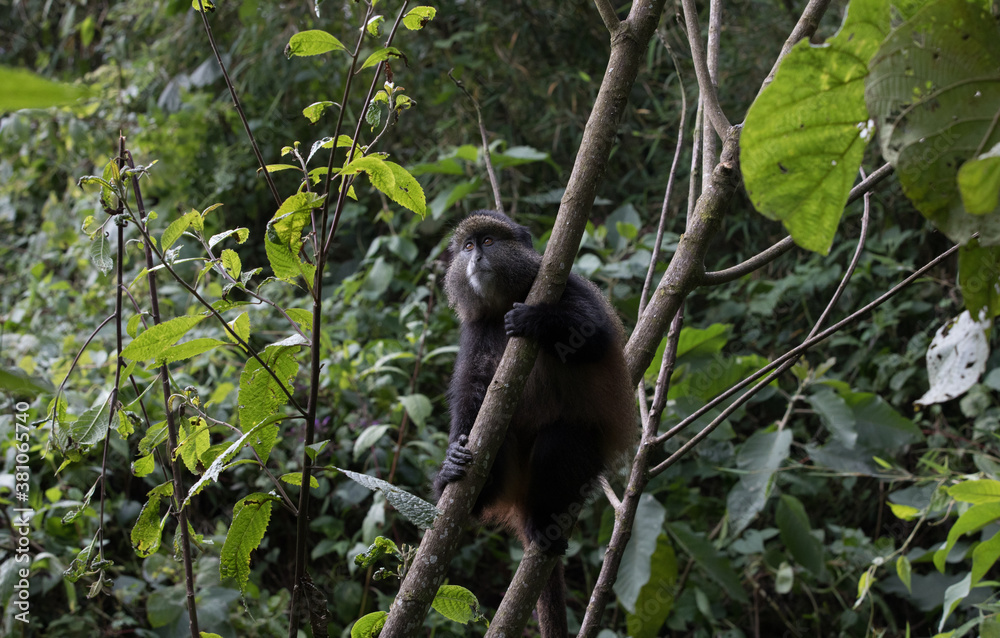 A Young Golden Monkey (Cercopithecus kandti) in a tree - Rwanda A Young Golden Monkey (Cercopithecus kandti) in a tree - Rwanda