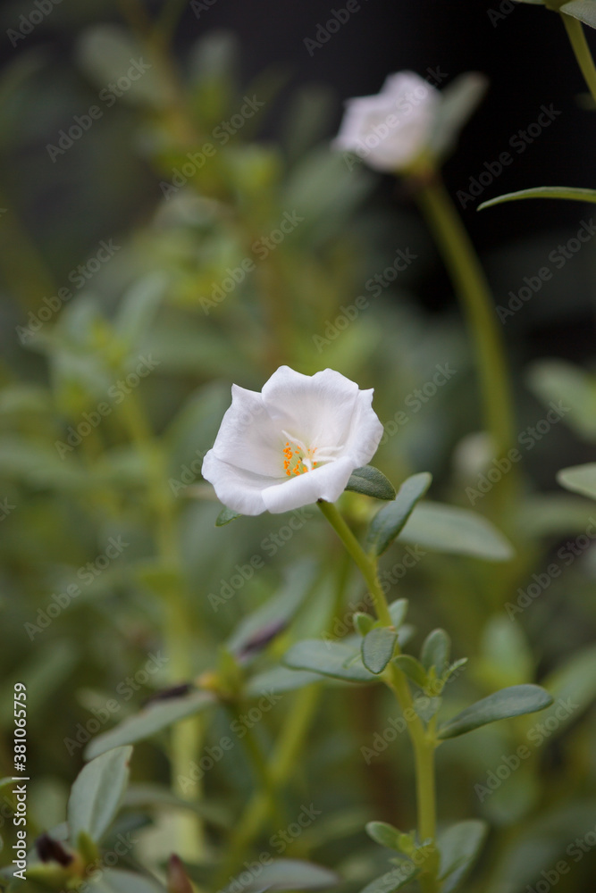 Obraz premium White portulaca oleracea in the garden