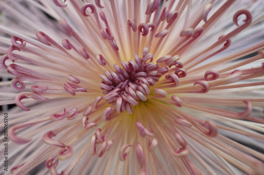 Obraz premium Soft Light Pink Flower Center of Chrysanthemum 'Kudamono' in Full Bloom 