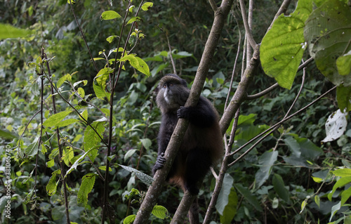 A Young Golden Monkey  Cercopithecus kandti  in a tree - Rwanda 