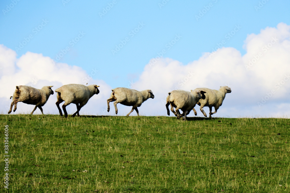 Fototapeta premium Sheep running on a green grass hill