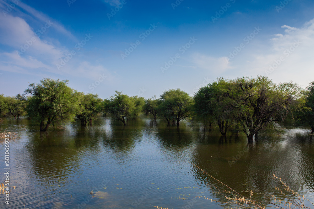 Trees in lake Trees in lake