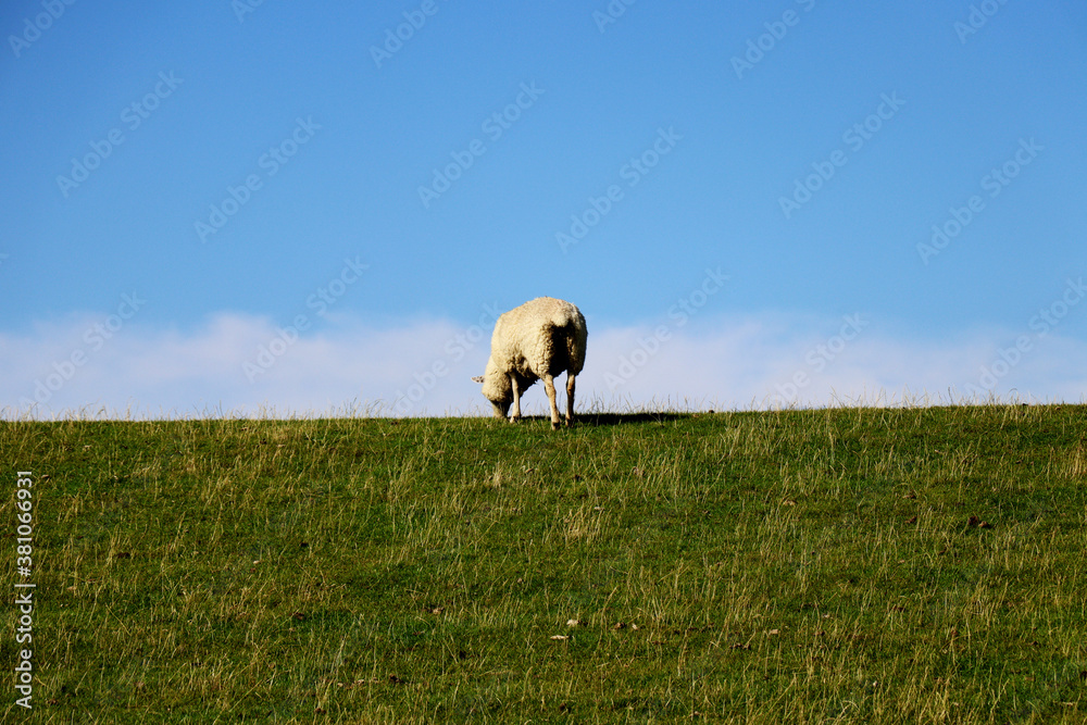 Fototapeta premium Adult Sheep grazing in green pastures - rear view