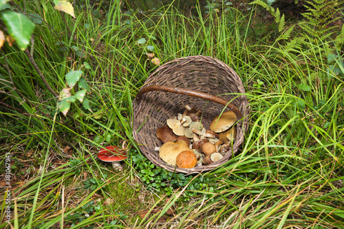 Fototapeta Naklejka Na Ścianę i Meble -  Wiklinowy koszyk z grzybami w lesie.