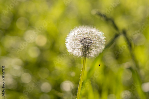 A white fluffy dandelion head with seeds is on a beautiful blurred green background