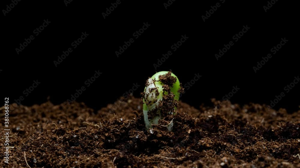 4K Timelapse of growth bean sprout. Bean seed growing on black background. Bean seedling breaking through soil and growing.