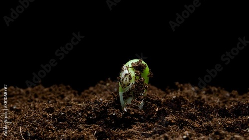 4K Timelapse of growth bean sprout. Bean seed growing on black background. Bean seedling breaking through soil and growing.