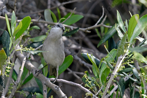 Klappergrasmücke, Zaungrasmücke  (Sylvia curruca) in einem Olivenbaum, Griechenland - Lesser whitethroat photo