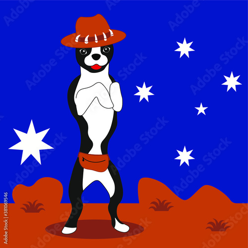 Boston terrier Australian travel dog in akubra hat