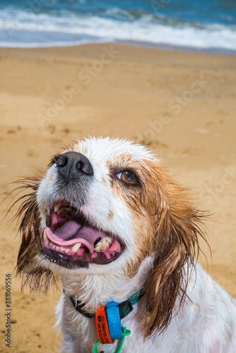犬の動作　喜び
