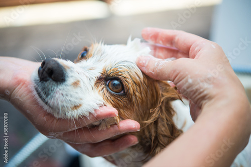 キャバリアのシャンプー
