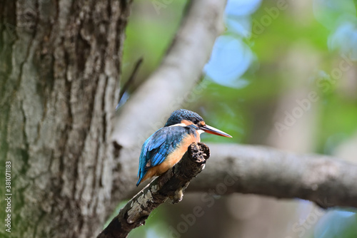 kingfisher on a branch	
