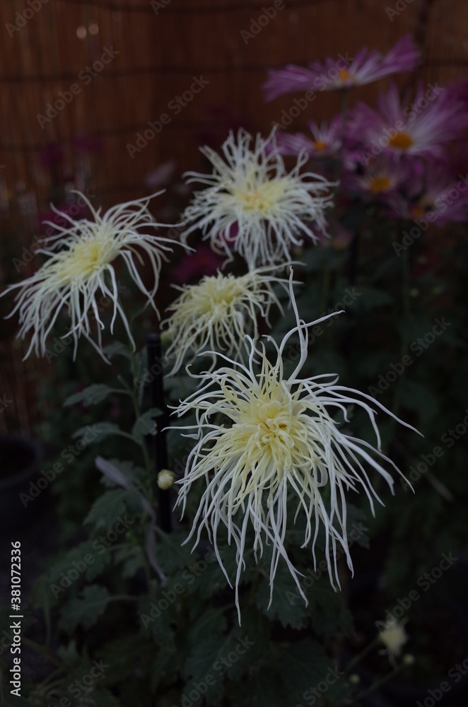 Light Cream Flowers of Chrysanthemum 'Ise Giku' in Full Bloom
Light Cream Flowers of Chrysanthemum 'Ise Giku' in Full Bloom