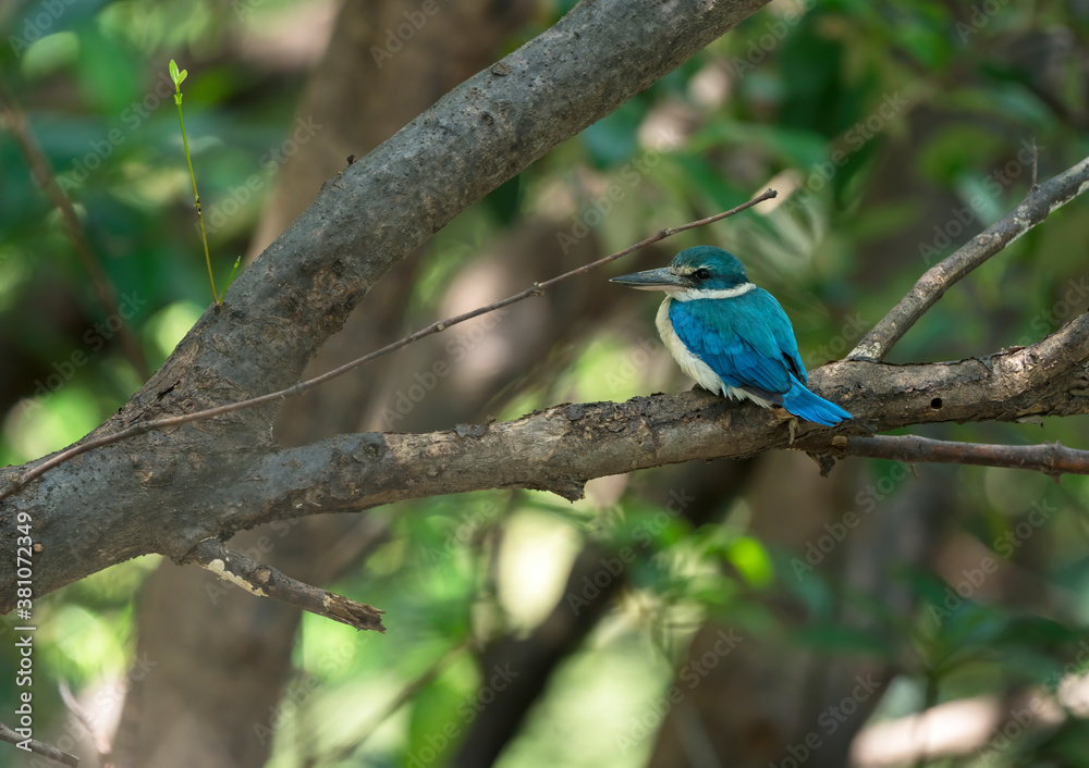 Collared Kingfisher perching on tree branch , Thailand