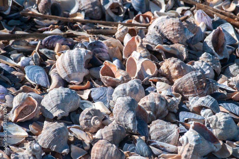 Veined rapa whelk Rapana venosa empty shells closeup as seashell background