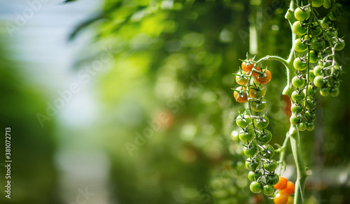  cherry tomatoes on a branch © 936800
