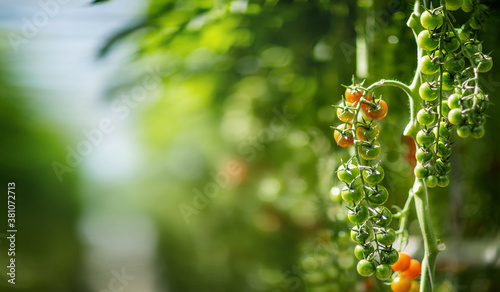 
cherry tomatoes on a branch